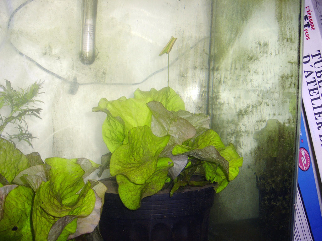 Nymphaea minuta Aug 29 06 outside shade Image035